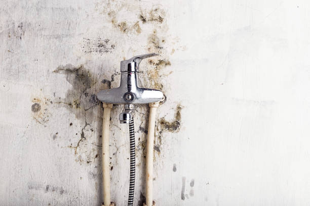 Best Insurance-Related Mold Remediation in Wadena, MN