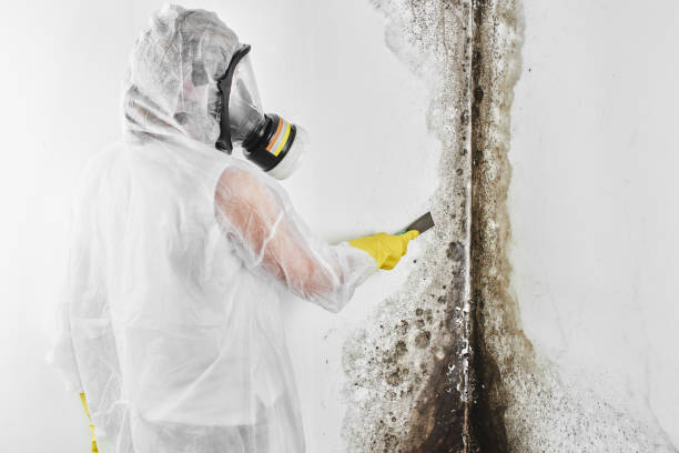 Best Basement Mold Remediation in Wadena, MN