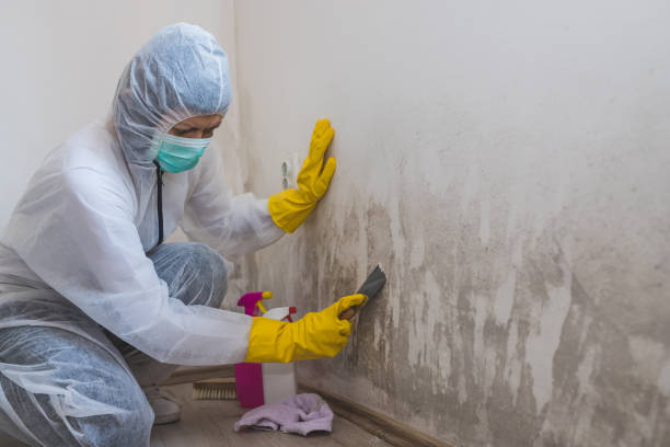 Best Post-Flood Mold Remediation in Wadena, MN