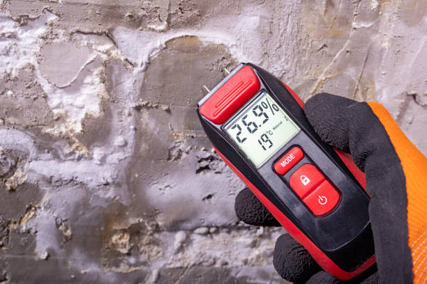 Best Industrial Mold Remediation in Wadena, MN
