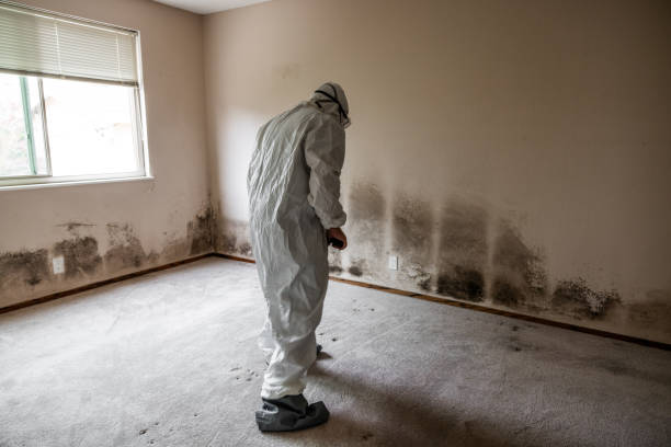 Professional Mold Remediation in Wadena, MN