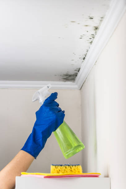 Best Bathroom Mold Remediation in Wadena, MN