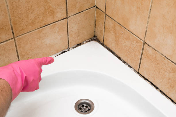 Best Emergency Mold Remediation in Wadena, MN